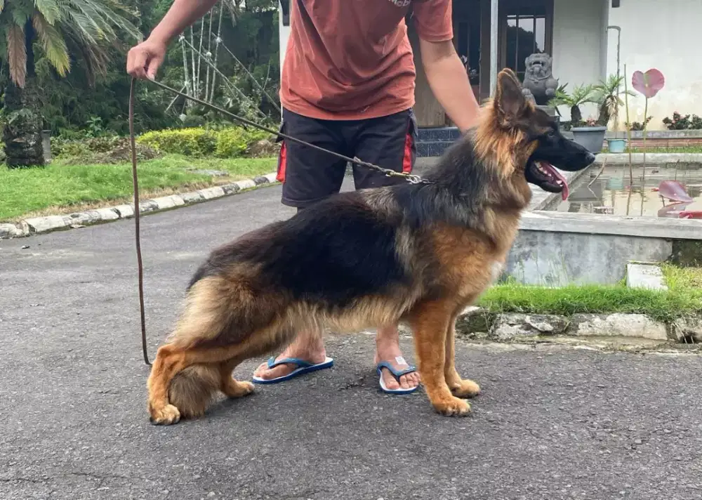 Gsd longhair ( jogja)