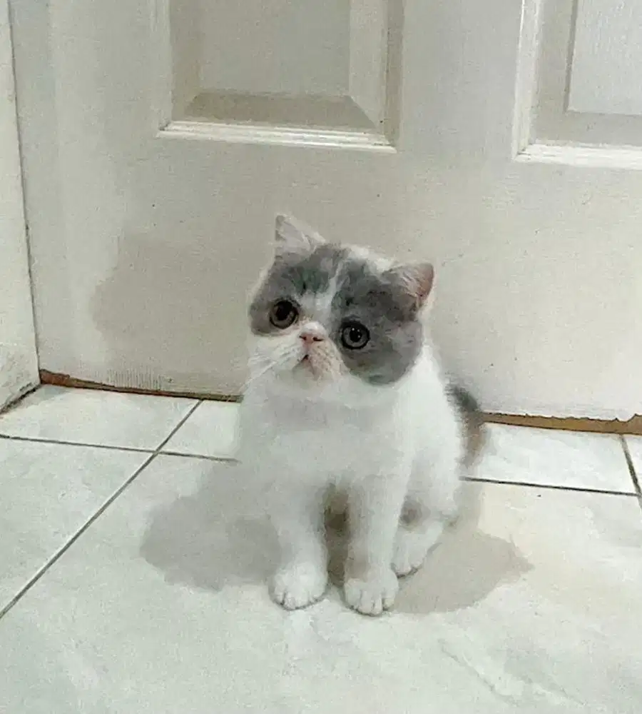 Kitten Female Exotic 6 bulan ( PED )