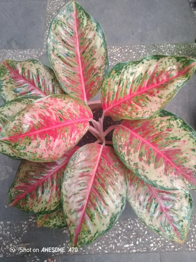 Tanaman algonema Sweet Platinum