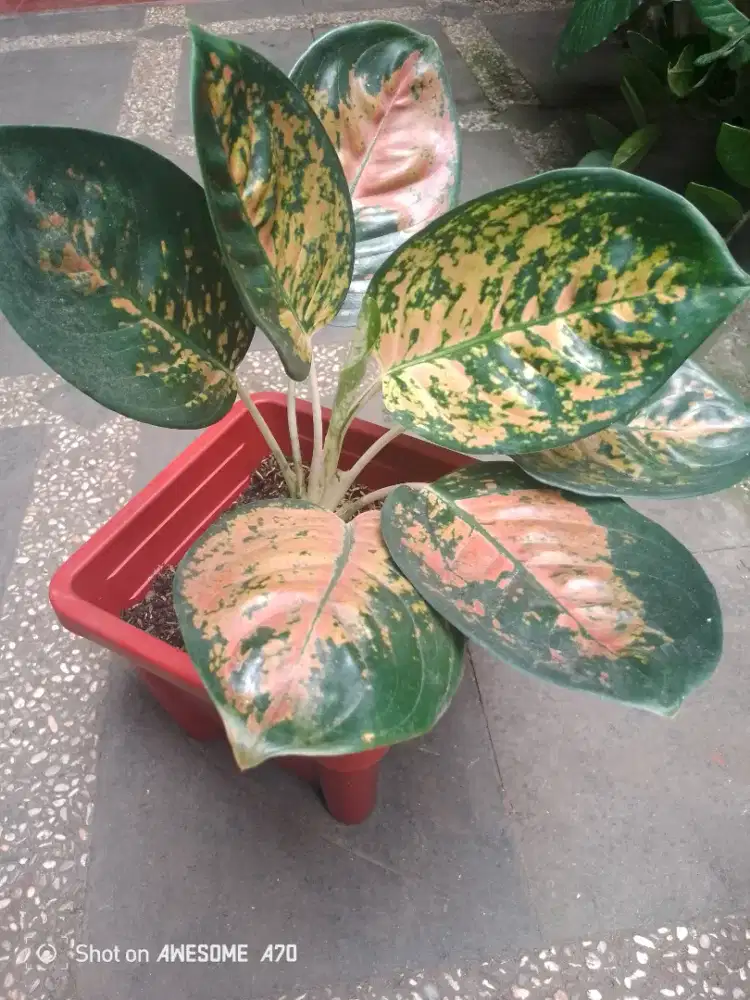 Di jual tanaman algonema Kocin Eboni