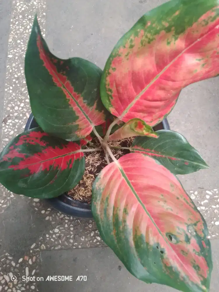 Jual tanaman algonema