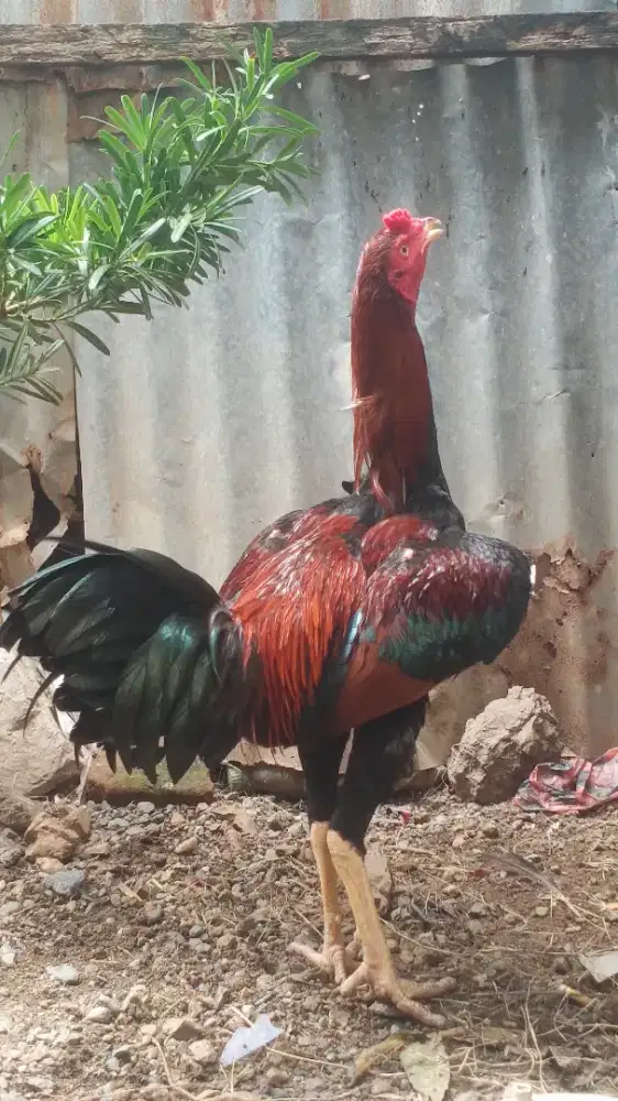 ayam muda usia6 bulan