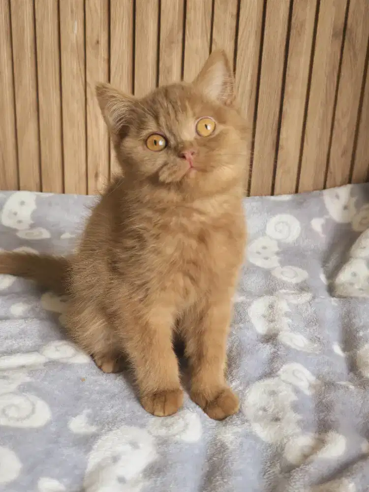 British shorthair cinnamon