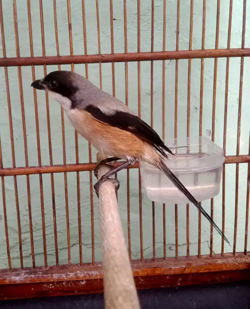 burung cendet sembur bahan voer