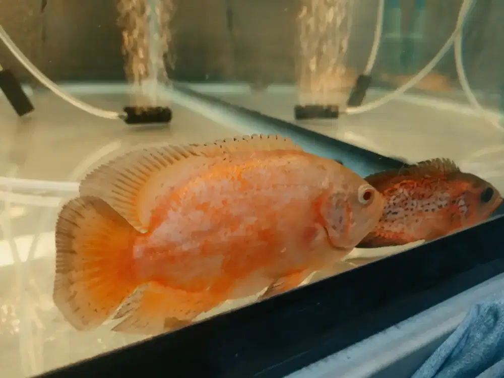 Jual oscar 1 set 3 ekor murmer aja mau pindahan