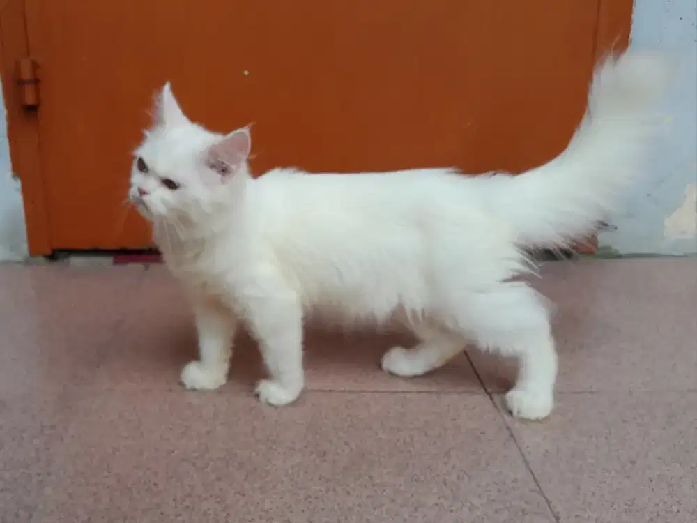 Lepas adopsi kucing persia jantan 3.5bln