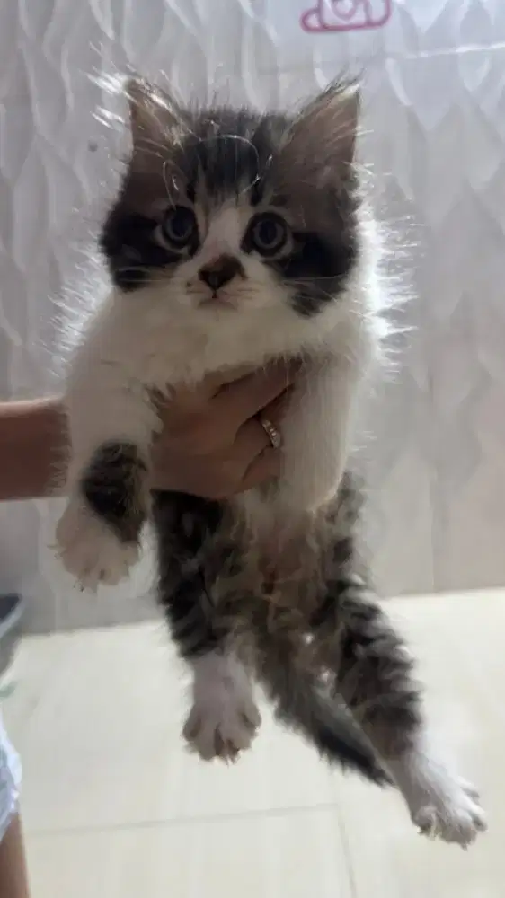 Kucing Persia flatnose longhair