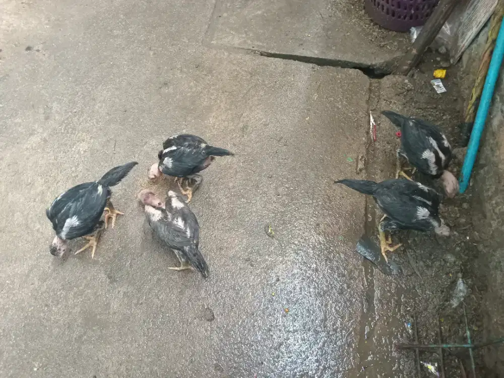 Anakan Ayam Bangkok Super