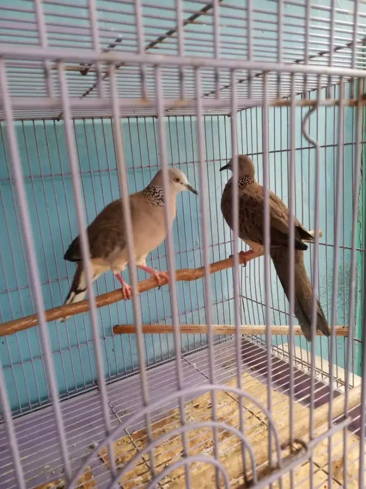 Dua burung tekukur lokal