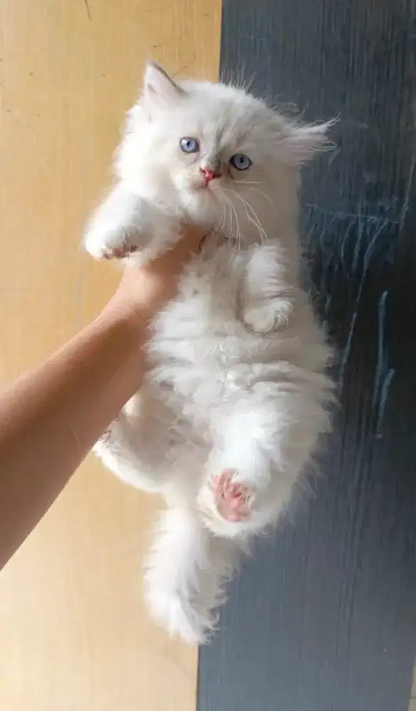 Kitten ragdoll usia 2.5bulan