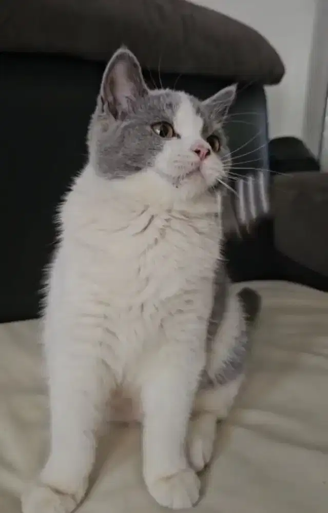 British shorthair betina lepas nonped