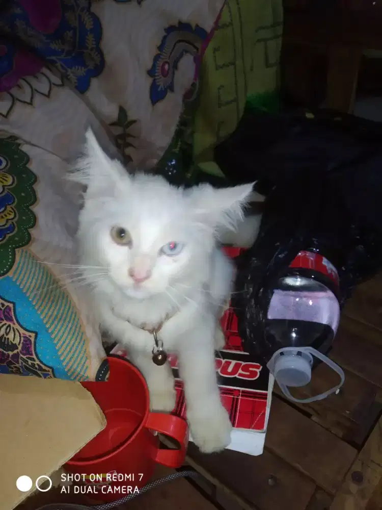 Di jual kucing persia Odd eyes