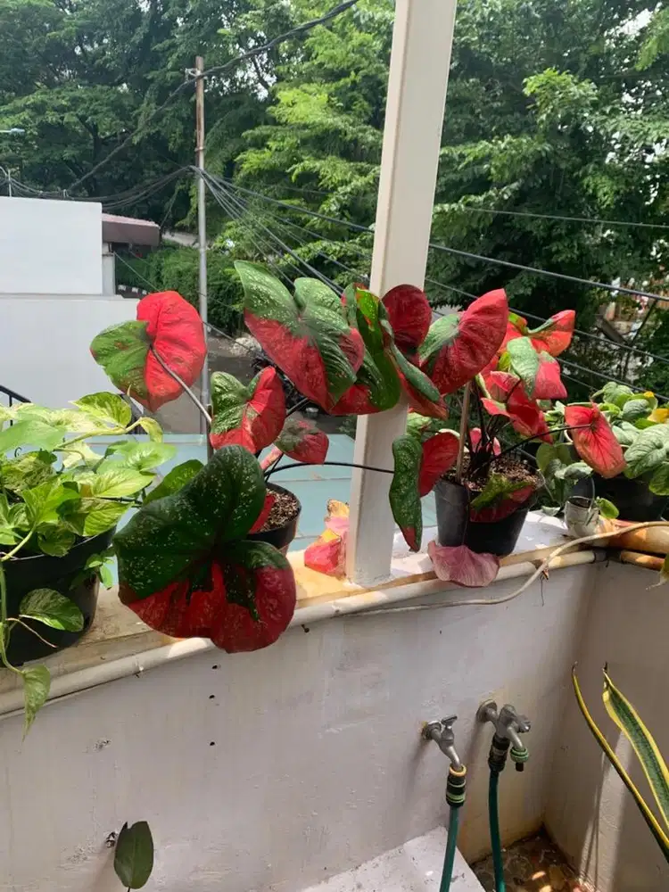 Perawat orang tua Lansia