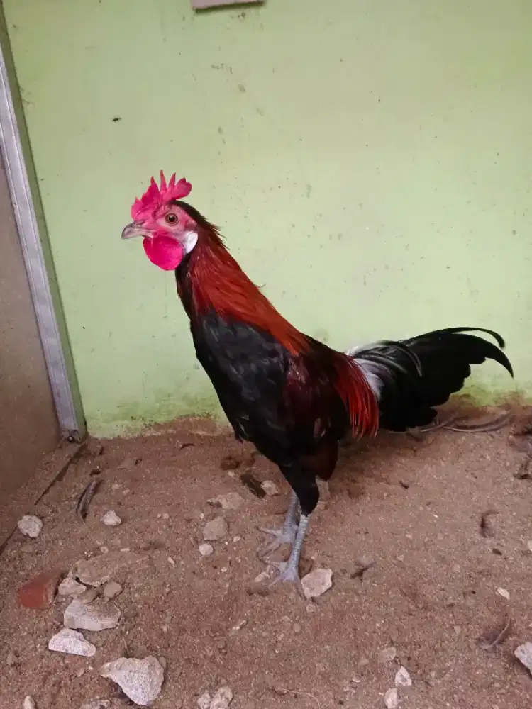 Ayam jantan remaja ( ayam hutan x bangkok )