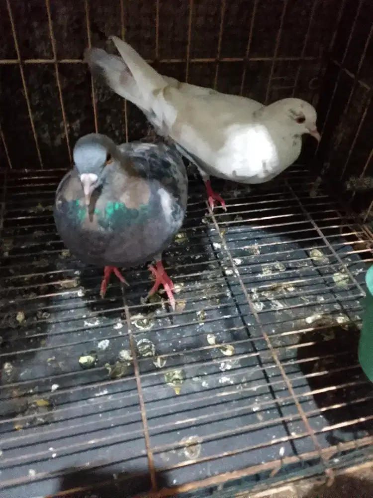 Jumat berkah pnya pasangan Tritis batu x blorok madu  LG giring keras.