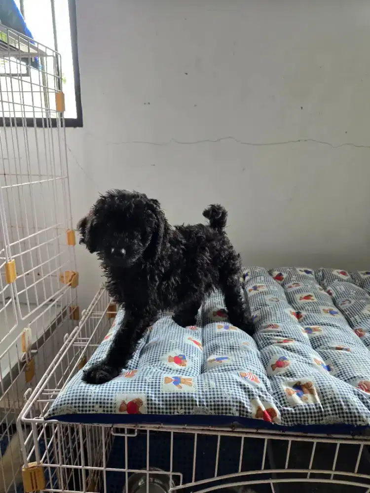 Miniatur poodle jantan