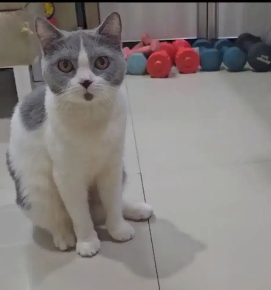 British shorthair betina calon indukan