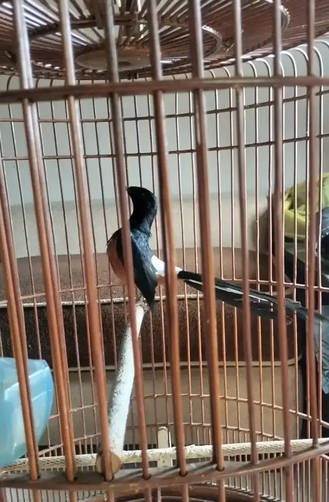 Full set burung murai Medan