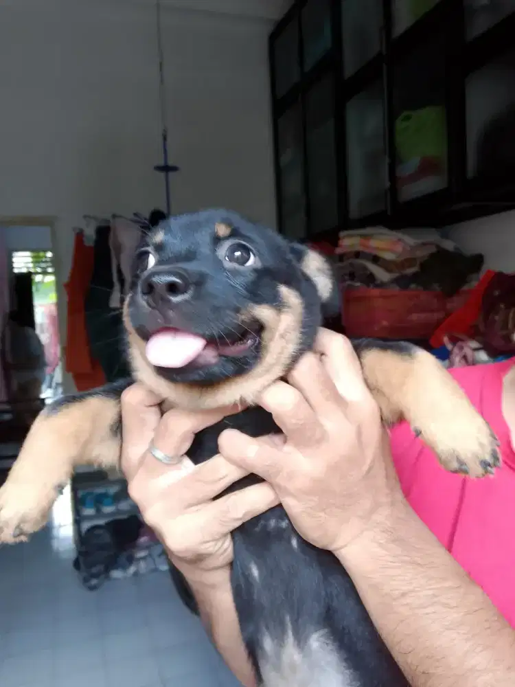 Dijual Cepat Anjing Mix