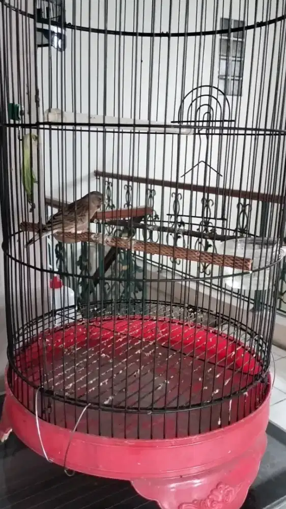 Jual cepat burung gacor full set blackthroad