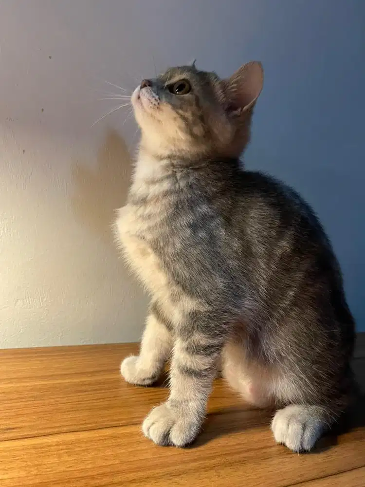 Kucing Scottish Straight Mix Abu Betina Shorthair