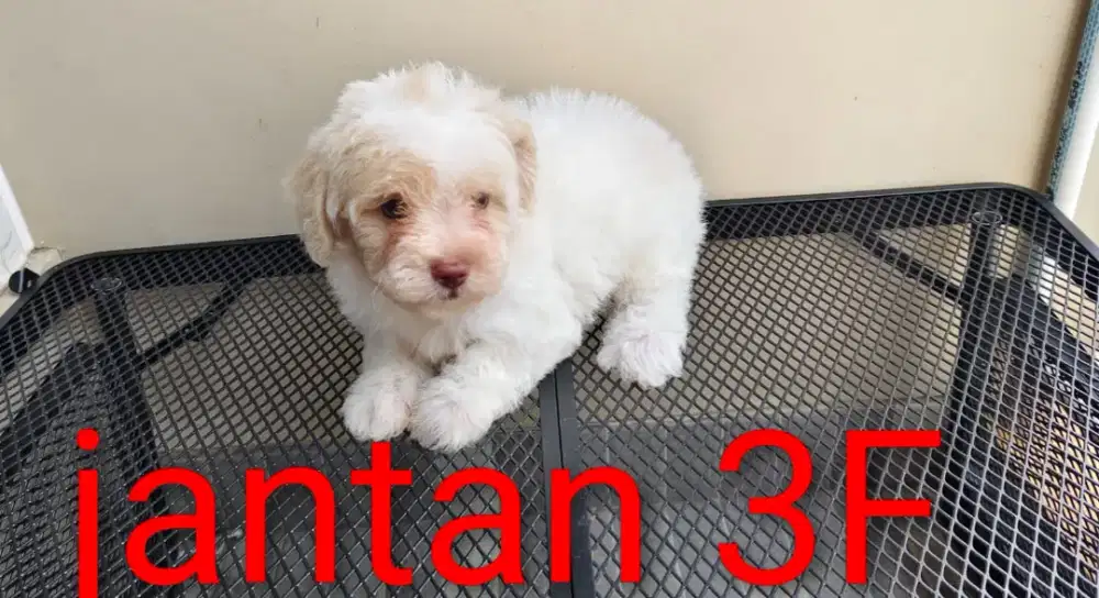 Poodle party puppy non stb