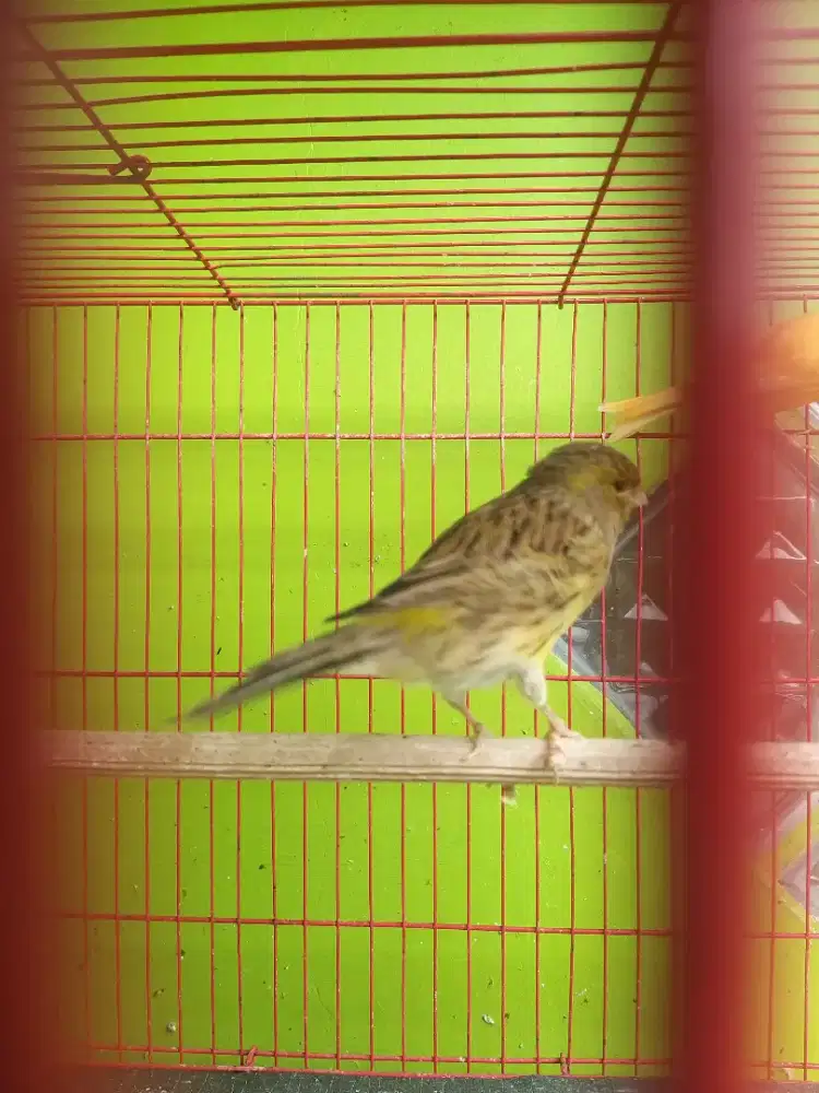 Borongan kenari betina fullset