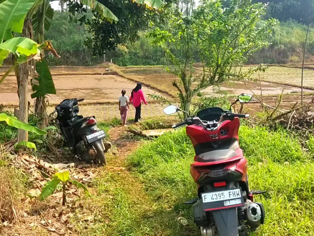 Dijual B.U sawah produktif air bagus di Rumpin Bogor