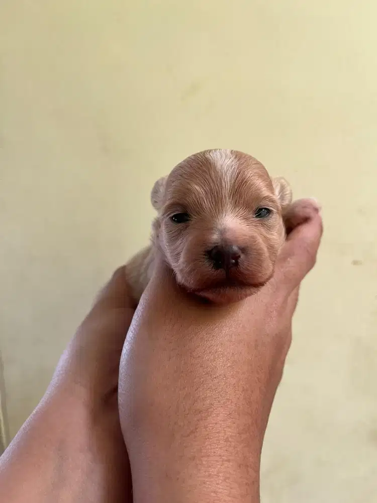 Anjing / anak anjing / anjing murah / anjing lucu / anjing kecil