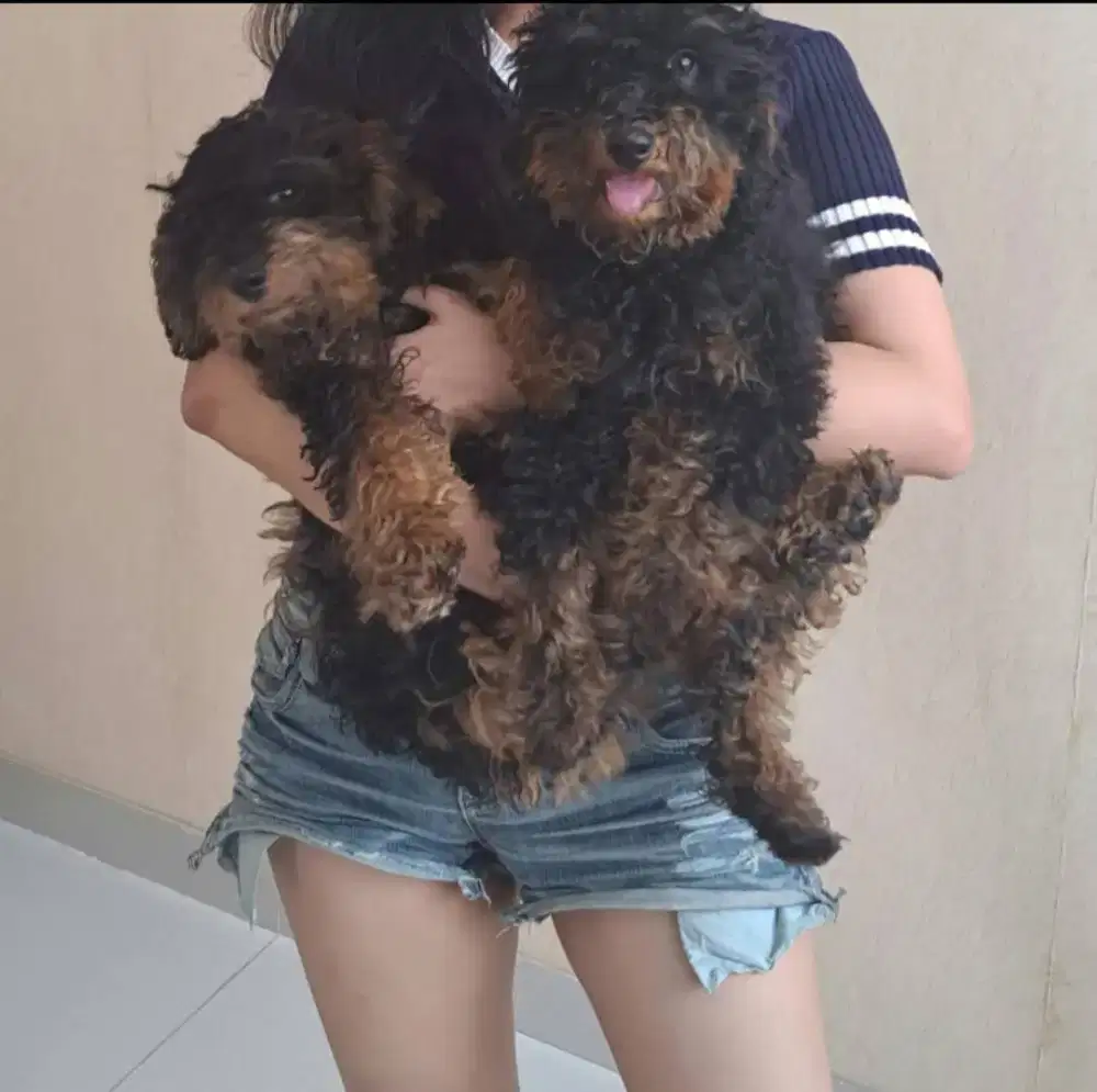 Anjing Poodle Toy Phantom