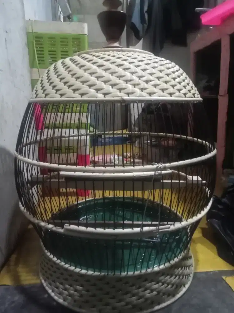 Sangkar tekukur baru