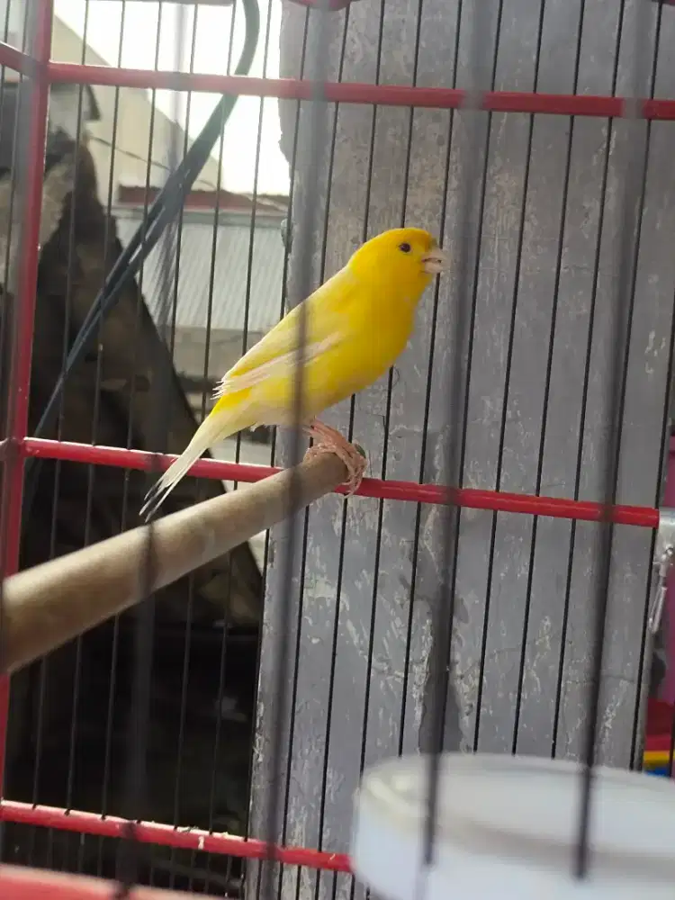 Kenari extra jos gacor bnget