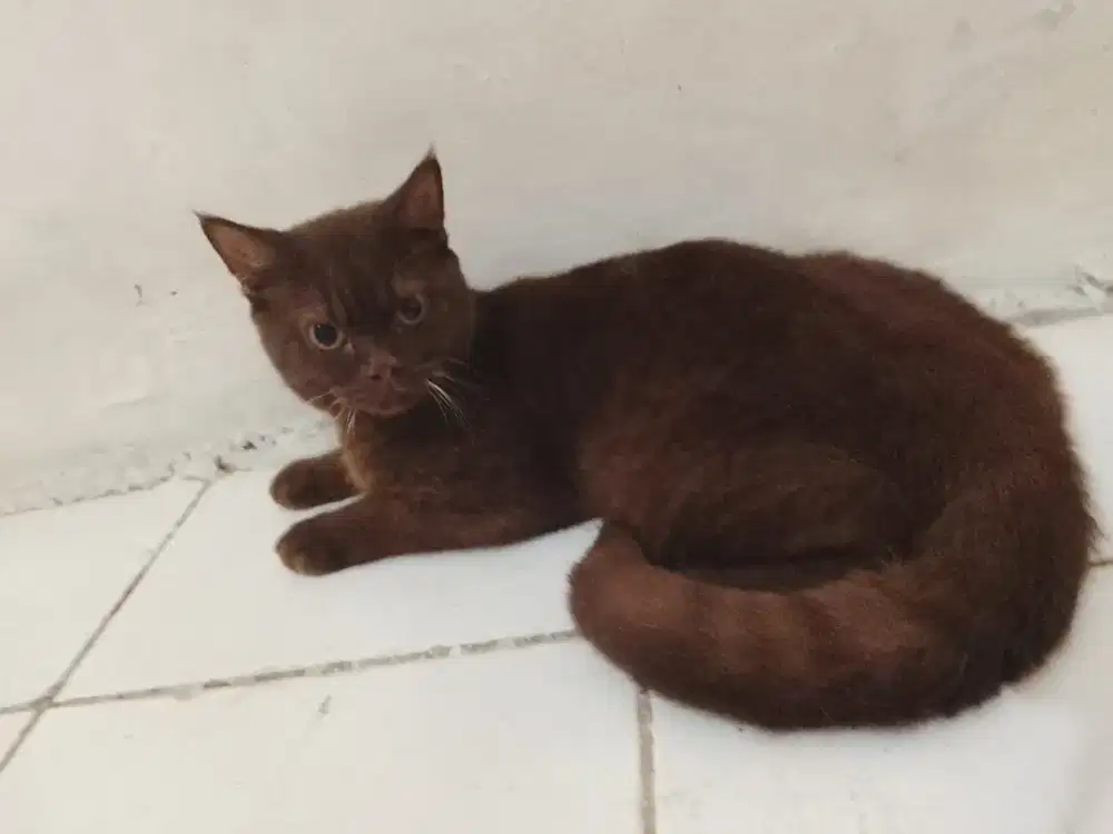 BSH british shorthair pure bread jantan choco 9bulan turunan ped