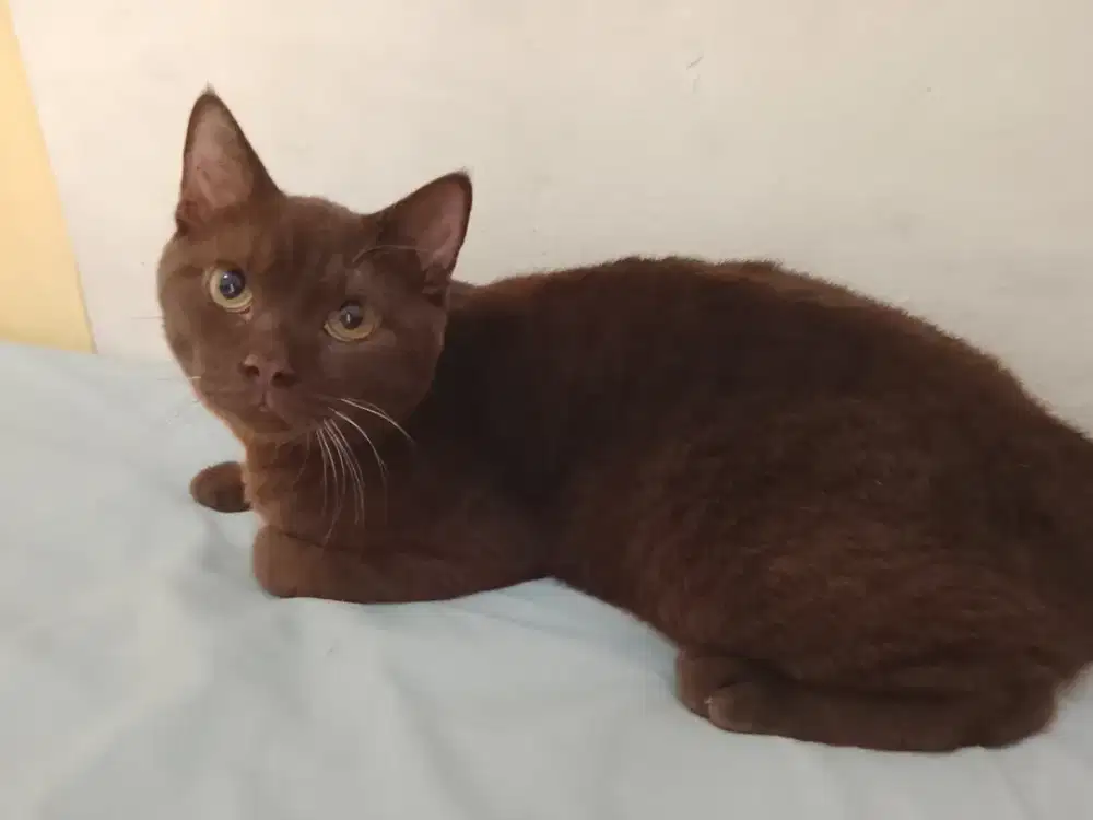 BSH british shorthair pure bread jantan choco 9bulan turunan ped