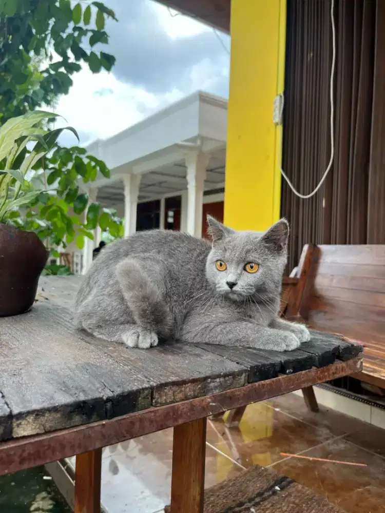 kujng bsh jantan british shorthair