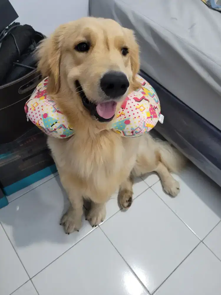 Anjing Golden Retriever asli, ramah, sehat, masih keturunan champion