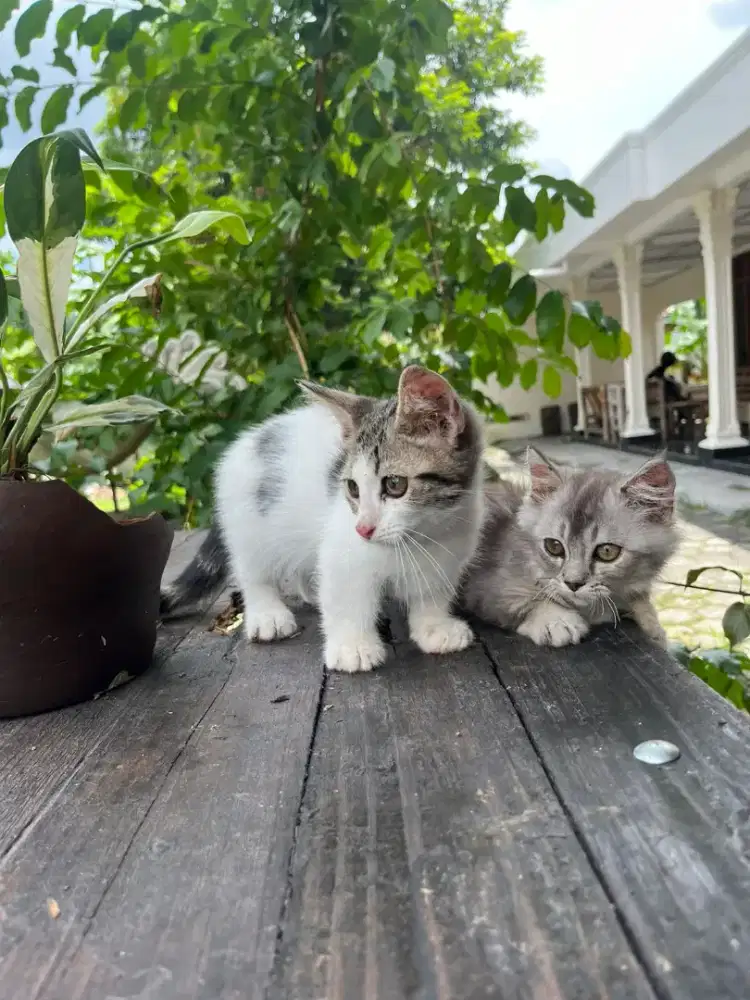 kucing munchkin standar jantan