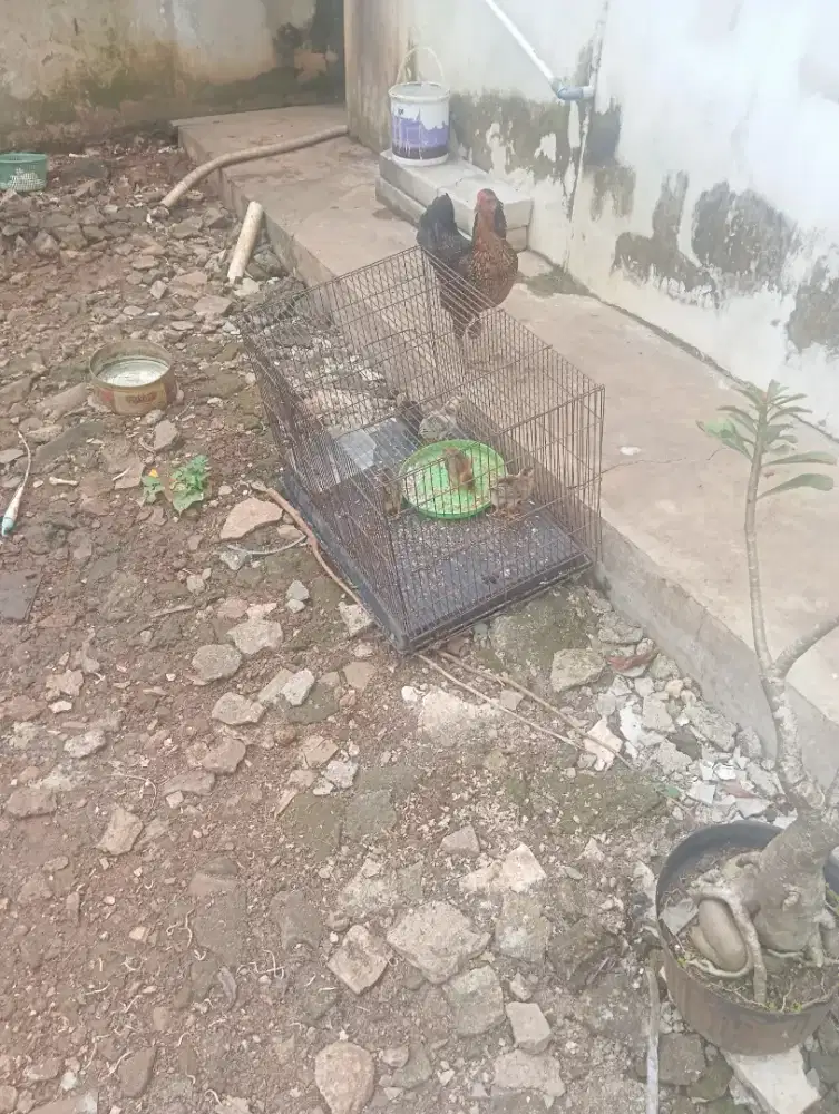 Mau di mahar aja nie ayam biang + anak y 5 ekor