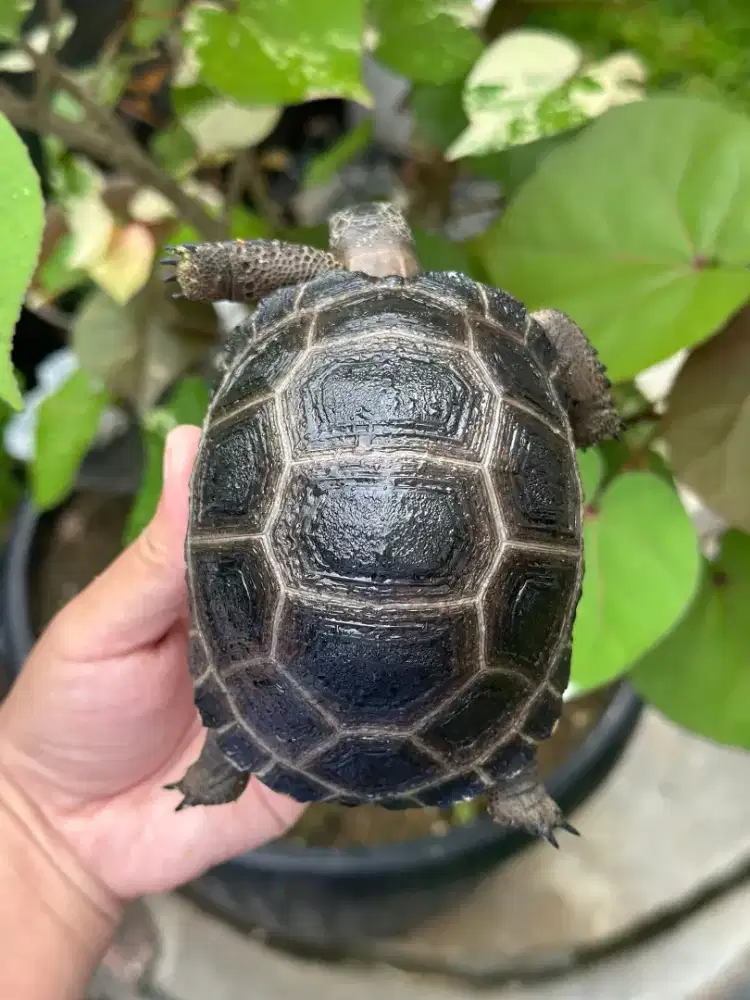 Aldabra 10,5cm grade A