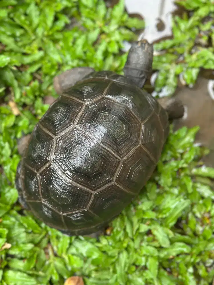 Aldabra 15cm Smooth Gagah Grade A