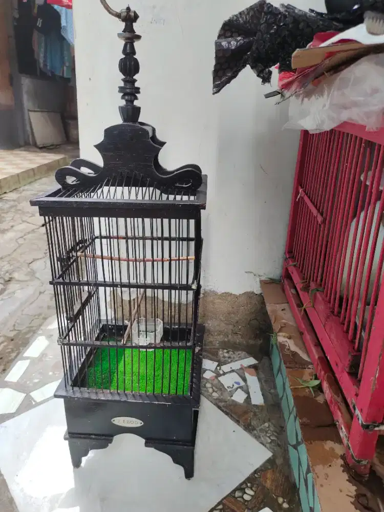 Kandang Ebod Kotak Burcil