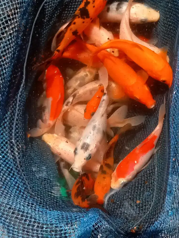 jual ikan koi sehat semua