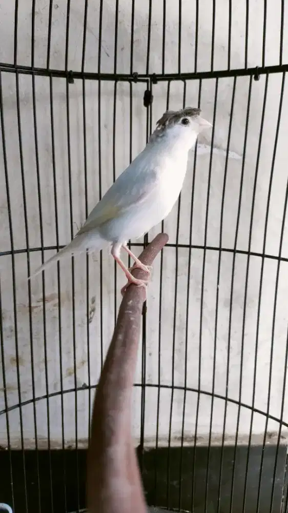 paud loper jambul jantan.