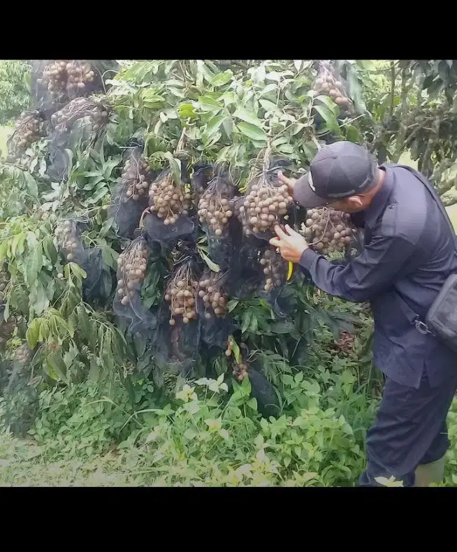 lokasi Kebun buah produktif siap panen di sukabumi pelabuan ratu