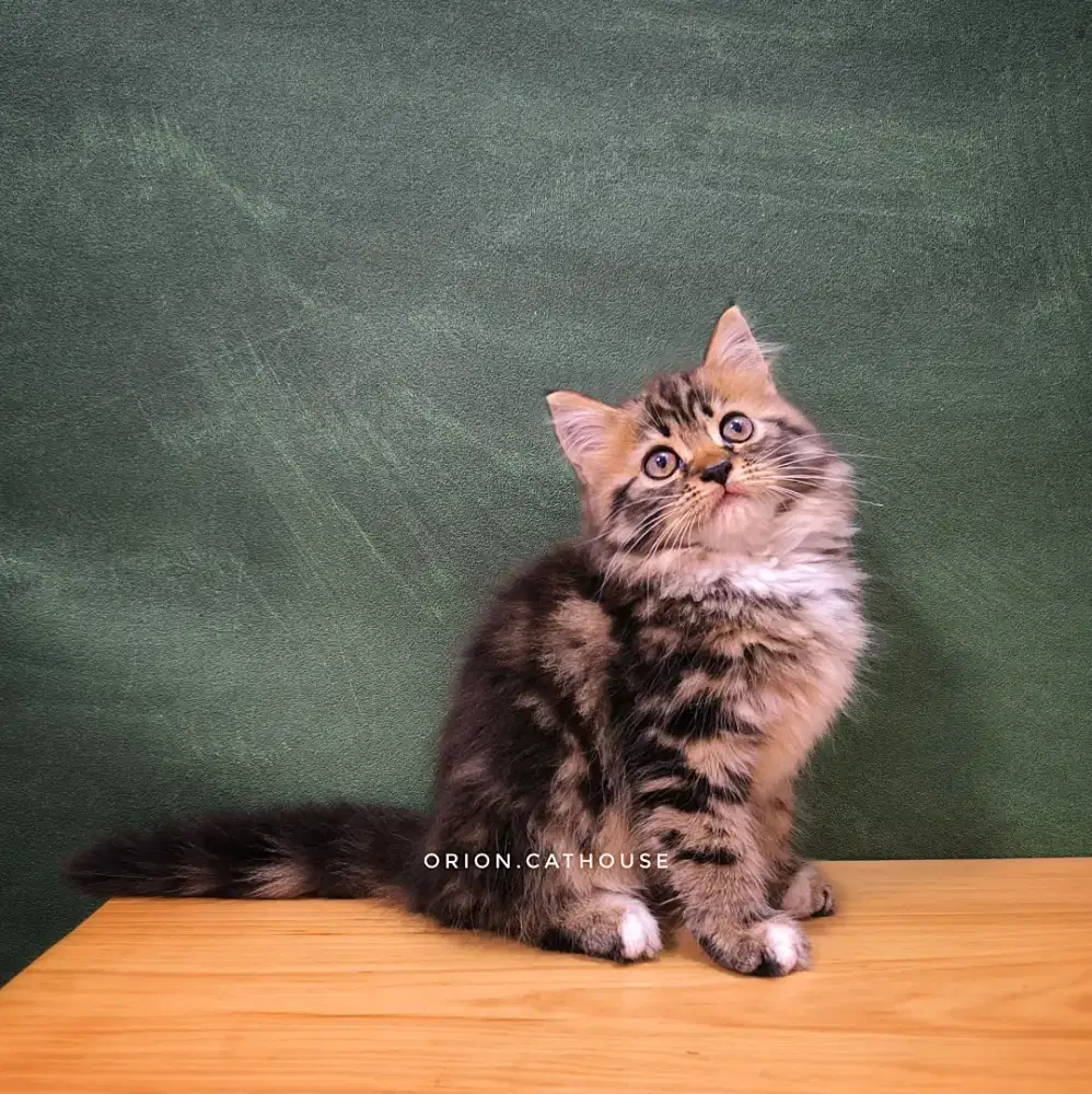KUCING PERSIA X MAINECOON