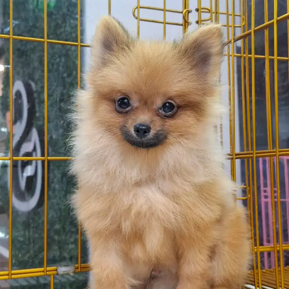 Jual Anakan Pomeranian