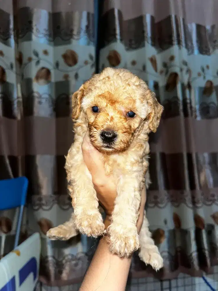 Puppy pudel umur 2 bulan