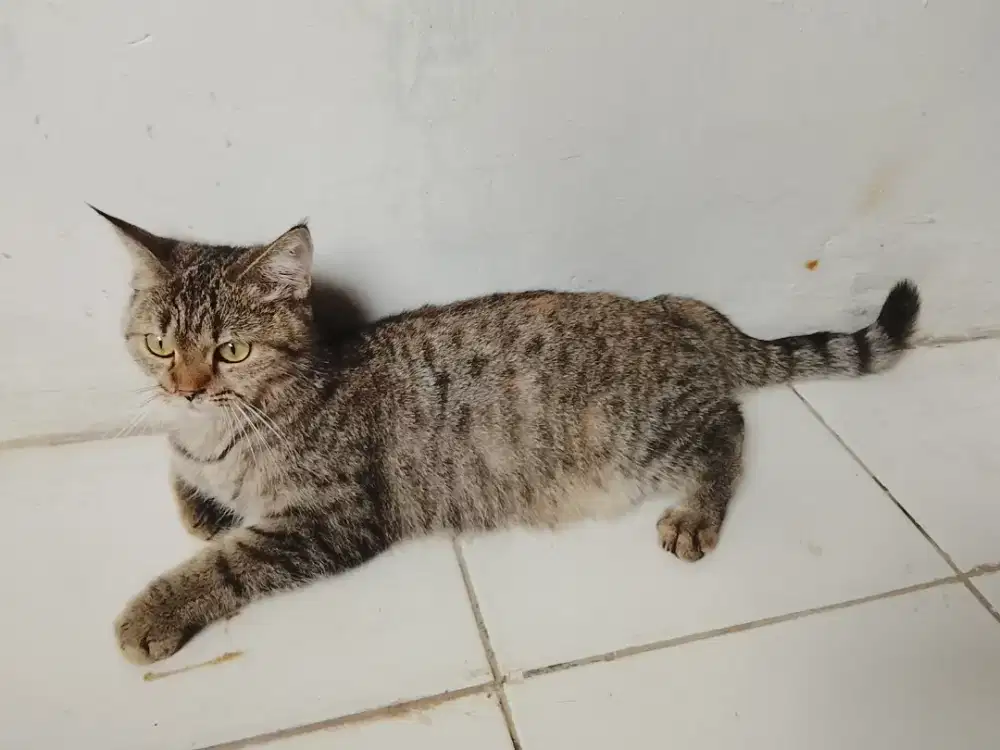 BSH british shorthair pure bread betina usia 8bulan turunan ped