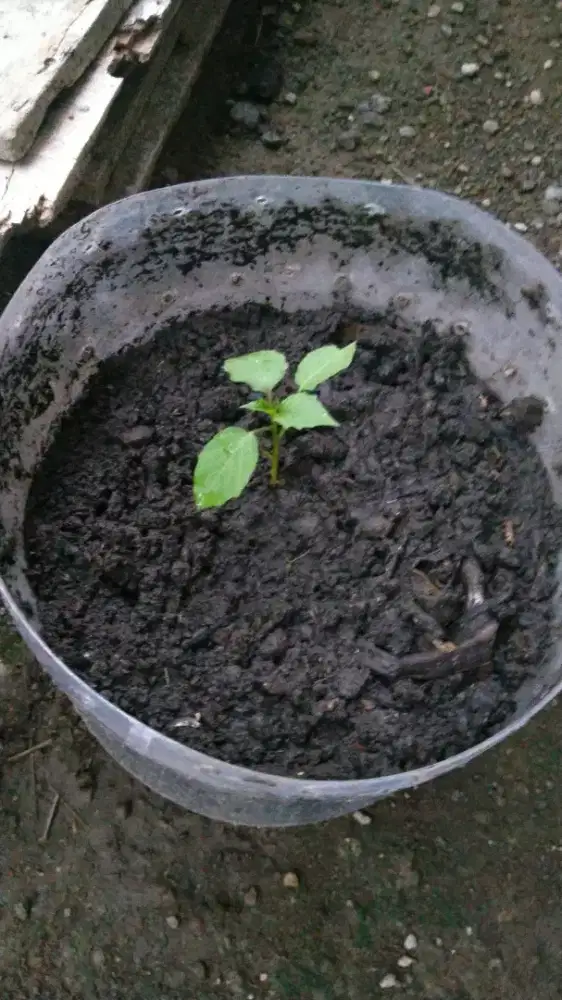 TANAMAN CIPLUKAN LOKAL