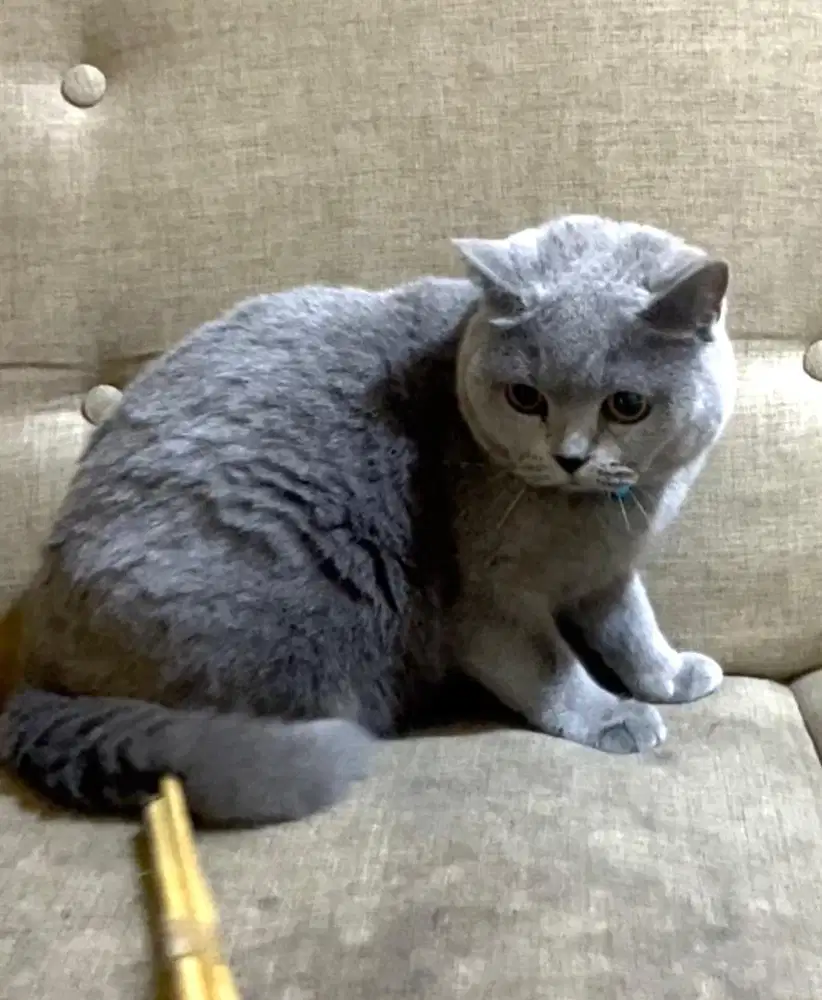 Kucing british shorthair betina bsh british short hair